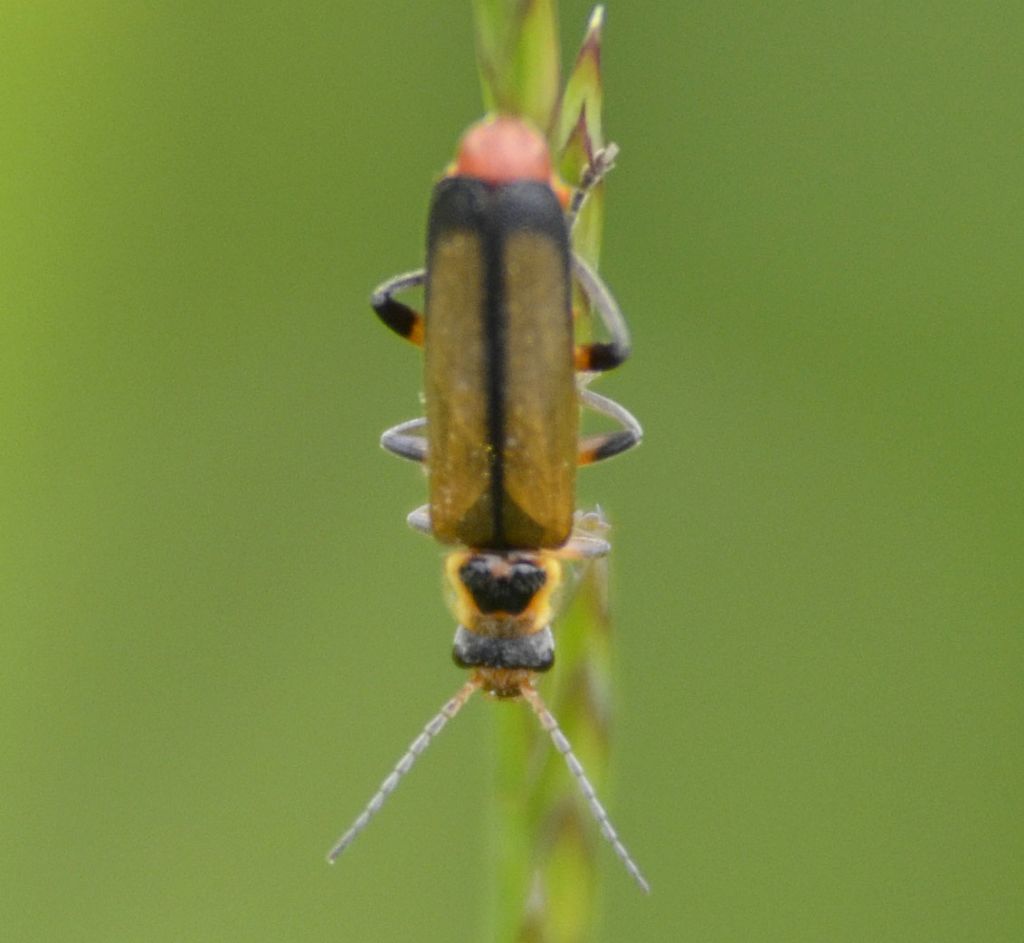 Cantharis terminata